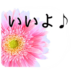 [LINEスタンプ] 暮らしに花を♪ ガーベラ Part2