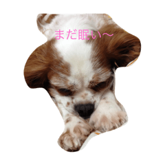 [LINEスタンプ] キャバリアちゃんのご挨拶