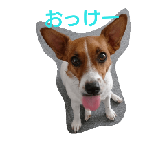 [LINEスタンプ] ジャックラッセル りんちゃん