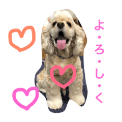 [LINEスタンプ] アメリカンコッカースパニエルふうま