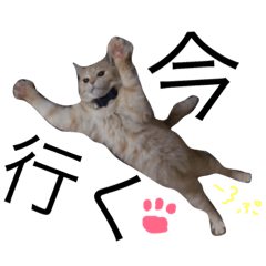 [LINEスタンプ] ちゃぴお わーるど