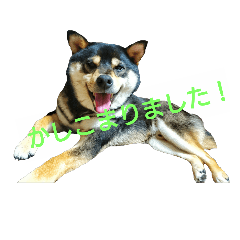 [LINEスタンプ] アンニュイ柴犬『ヤマト』とカラスとスズメ