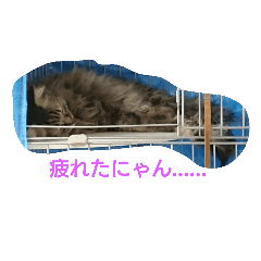 [LINEスタンプ] 山田家の猫の気持ち