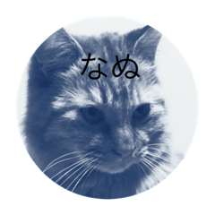 [LINEスタンプ] 飼い猫ブラザー