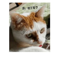 [LINEスタンプ] 甘口な猫