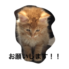 [LINEスタンプ] うちのねこ1