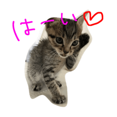 [LINEスタンプ] ワンコとにゃんこのスタンプ