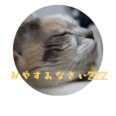 [LINEスタンプ] 三毛猫のチビ