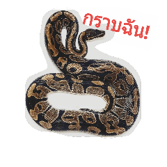 [LINEスタンプ] Aoki : Silly Pythonの画像（メイン）