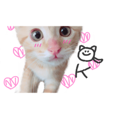 [LINEスタンプ] ペットかわいい