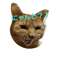 [LINEスタンプ] 我が家の猫です。