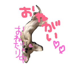 [LINEスタンプ] チワックスこゆきさん