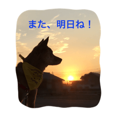 [LINEスタンプ] 雑種犬 ジョイその2