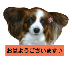 [LINEスタンプ] キュートなパピヨンの丁寧な挨拶