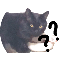 [LINEスタンプ] ふわ猫人間