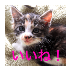 [LINEスタンプ] 子猫すたんぷ