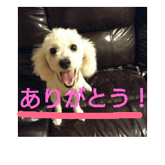 [LINEスタンプ] ももこちゃんのかわいい犬スタンプ