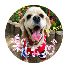 [LINEスタンプ] 愛犬ベル