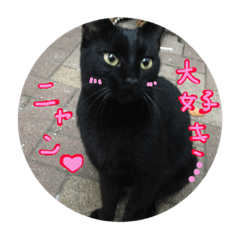 [LINEスタンプ] 野良猫さんの愉快な日常