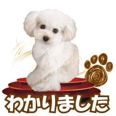 [LINEスタンプ] Signboad dog Miffy＆Kupu part3