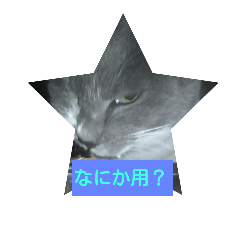 [LINEスタンプ] 猫花のつぶやき