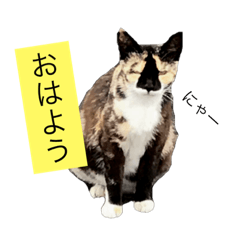 [LINEスタンプ] 野良猫日和