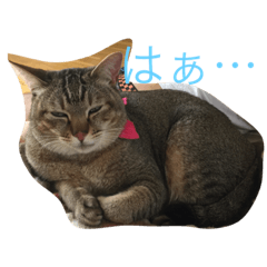 [LINEスタンプ] 猫のきらと申します。