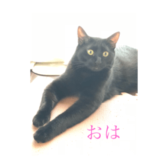 [LINEスタンプ] CAT OF BLACK"yamakko"