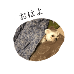 [LINEスタンプ] 忠犬みるくのスタンプ(使えすぎる)