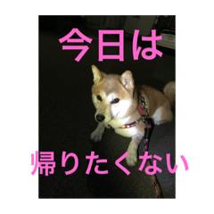 [LINEスタンプ] 柴犬の桃太郎