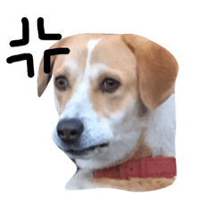 [LINEスタンプ] 表情豊かな犬！！福ちゃんスタンプ