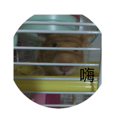 [LINEスタンプ] Gold Rat - Life