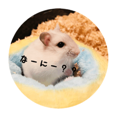 [LINEスタンプ] ころちゃん スタンプ