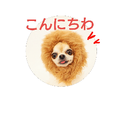 [LINEスタンプ] チワワの愛つぁん＆家族  その2