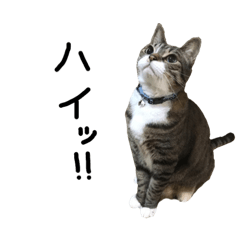 [LINEスタンプ] ねこまる2