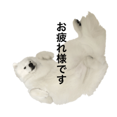 [LINEスタンプ] 我が家のサモエド第2弾！