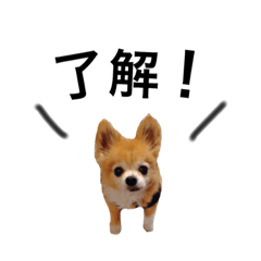 [LINEスタンプ] タロ！