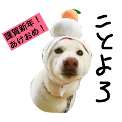 [LINEスタンプ] 柴犬の小太郎stamp