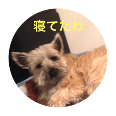 [LINEスタンプ] テリア   犬 かわいい画像