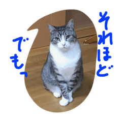 [LINEスタンプ] 猫のぱたこさん5