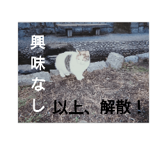 [LINEスタンプ] ねこ です