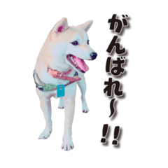 [LINEスタンプ] 柴犬 みかん