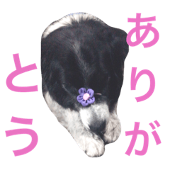 [LINEスタンプ] しろおくんのスタンプ2