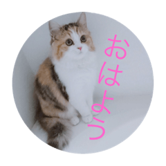 [LINEスタンプ] 天使〔104〕生まれのエリザベス