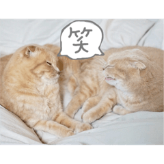 [LINEスタンプ] うちのねこ3