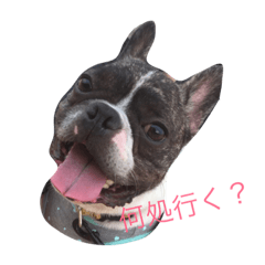 [LINEスタンプ] 虎太郎Kまったり