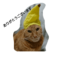 [LINEスタンプ] One a cat's dayの画像（メイン）