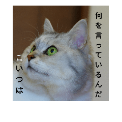 [LINEスタンプ] たえの素晴らしい日々