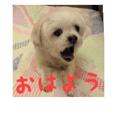 [LINEスタンプ] 愛犬まのちゃん