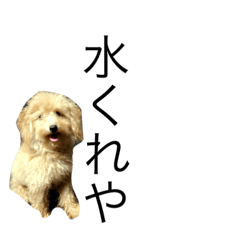 [LINEスタンプ] 気まぐれトイプー。プププ